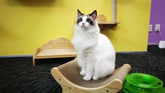 Fancy Meow Cat Cafe